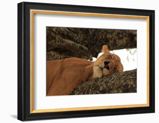 Lion Sleeping in Tree-AndamanSE-Framed Photographic Print