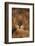 Lion Sleeping-DLILLC-Framed Photographic Print