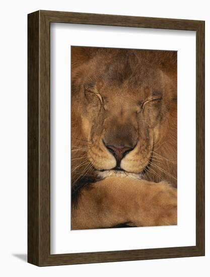 Lion Sleeping-DLILLC-Framed Photographic Print