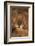 Lion Sleeping-DLILLC-Framed Photographic Print