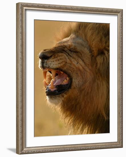 Lion Snarling, Mombo Area, Chief's Island, Okavango Delta, Botswana-Pete Oxford-Framed Photographic Print