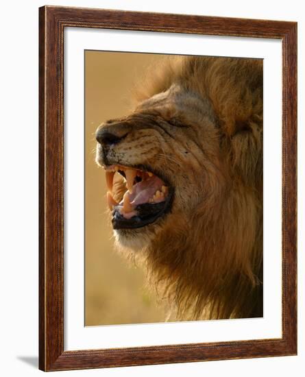 Lion Snarling, Mombo Area, Chief's Island, Okavango Delta, Botswana-Pete Oxford-Framed Photographic Print