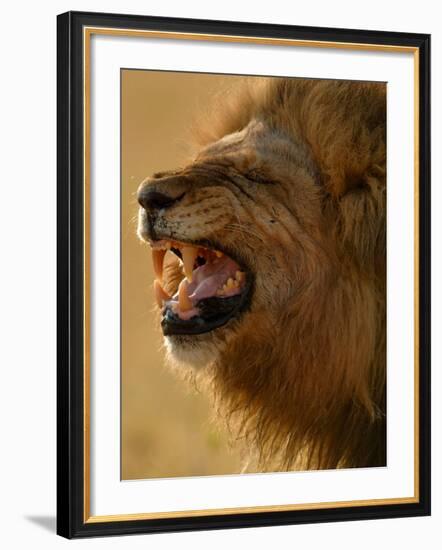 Lion Snarling, Mombo Area, Chief's Island, Okavango Delta, Botswana-Pete Oxford-Framed Photographic Print