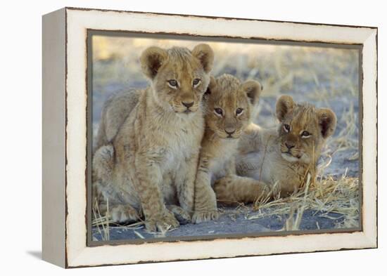 Lion Three 8 Weeks Old Cubs-null-Framed Premier Image Canvas