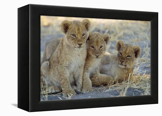 Lion Three 8 Weeks Old Cubs-null-Framed Premier Image Canvas