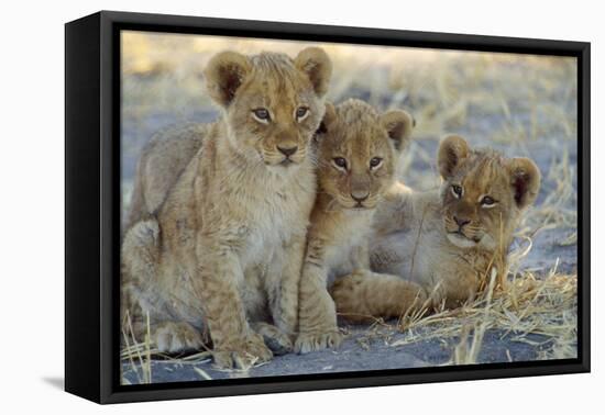 Lion Three 8 Weeks Old Cubs-null-Framed Premier Image Canvas