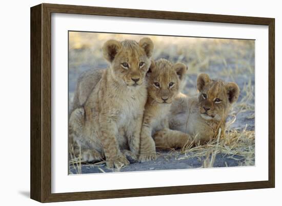 Lion Three 8 Weeks Old Cubs-null-Framed Photographic Print