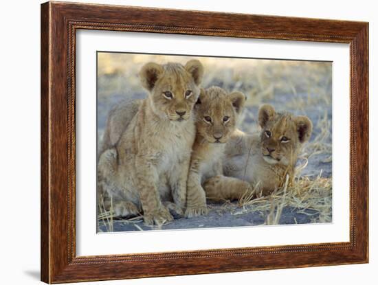 Lion Three 8 Weeks Old Cubs-null-Framed Photographic Print