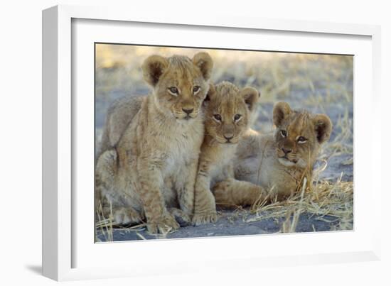 Lion Three 8 Weeks Old Cubs-null-Framed Photographic Print