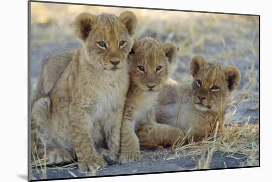Lion Three 8 Weeks Old Cubs-null-Mounted Photographic Print