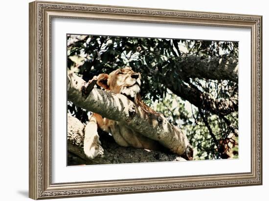 Lion Tree-Susan Bryant-Framed Photographic Print