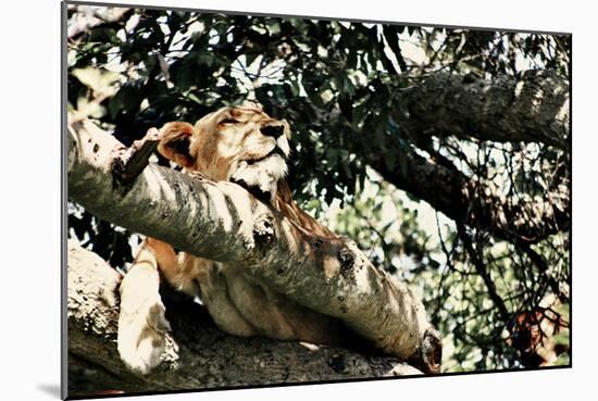 Lion Tree-Susan Bryant-Mounted Photographic Print