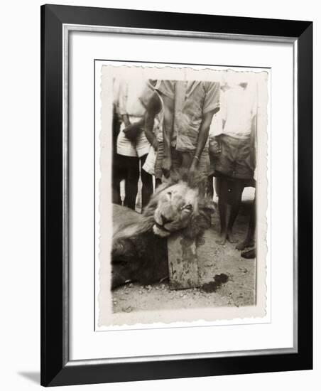 Lion Tué À La Mission de Luashi, c.1940-null-Framed Giclee Print