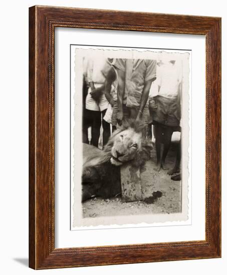 Lion Tué À La Mission de Luashi, c.1940-null-Framed Giclee Print