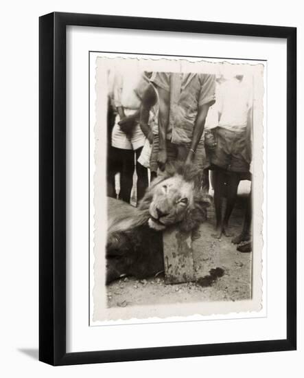 Lion Tué À La Mission de Luashi, c.1940-null-Framed Giclee Print