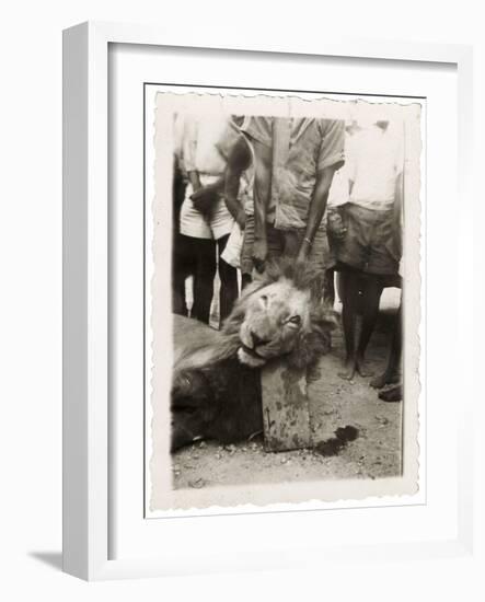 Lion Tué À La Mission de Luashi, c.1940-null-Framed Giclee Print