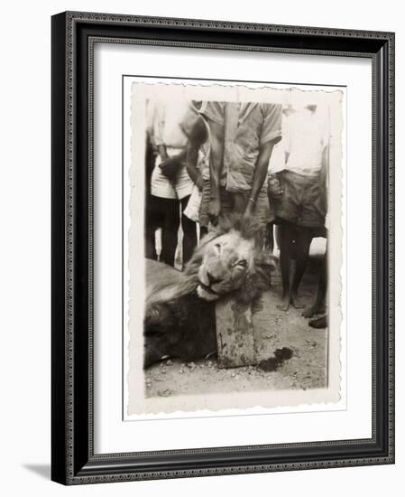 Lion Tué À La Mission de Luashi, c.1940-null-Framed Giclee Print