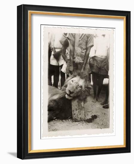 Lion Tué À La Mission de Luashi, c.1940-null-Framed Giclee Print