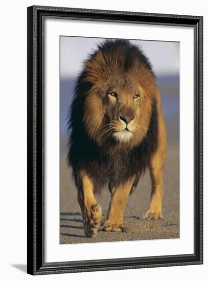 Lion Walking on Sand-DLILLC-Framed Photographic Print