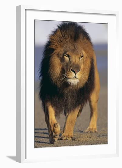 Lion Walking on Sand-DLILLC-Framed Photographic Print