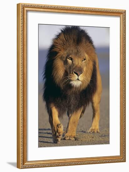 Lion Walking on Sand-DLILLC-Framed Photographic Print