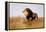 Lion Watching for Prey-Wilhelm Kuhnert-Framed Premier Image Canvas