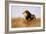 Lion Watching for Prey-Wilhelm Kuhnert-Framed Giclee Print