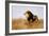 Lion Watching for Prey-Wilhelm Kuhnert-Framed Giclee Print