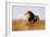 Lion Watching for Prey-Wilhelm Kuhnert-Framed Giclee Print