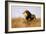 Lion Watching for Prey-Wilhelm Kuhnert-Framed Giclee Print