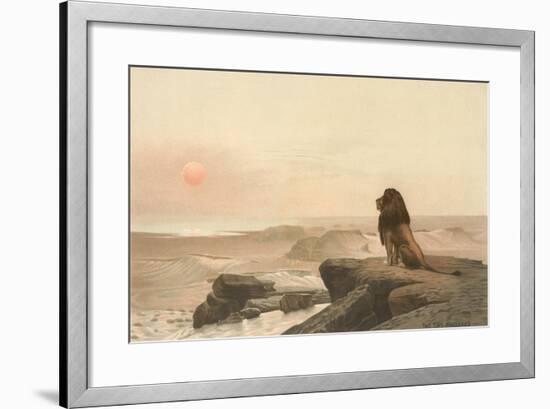 Lion Watching Sunset-null-Framed Art Print