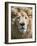 Lion. Western Cape Province, South Africa.-Keren Su-Framed Photographic Print