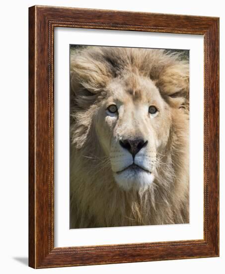 Lion. Western Cape Province, South Africa.-Keren Su-Framed Photographic Print