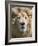 Lion. Western Cape Province, South Africa.-Keren Su-Framed Photographic Print