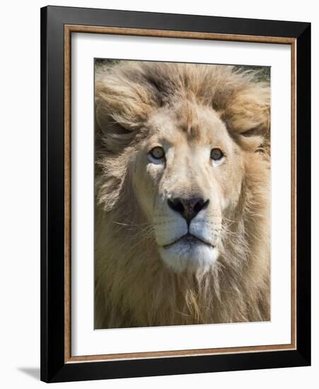 Lion. Western Cape Province, South Africa.-Keren Su-Framed Photographic Print