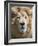 Lion. Western Cape Province, South Africa.-Keren Su-Framed Photographic Print