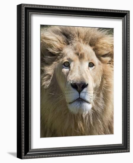 Lion. Western Cape Province, South Africa.-Keren Su-Framed Photographic Print