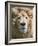 Lion. Western Cape Province, South Africa.-Keren Su-Framed Photographic Print