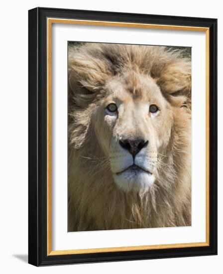 Lion. Western Cape Province, South Africa.-Keren Su-Framed Photographic Print