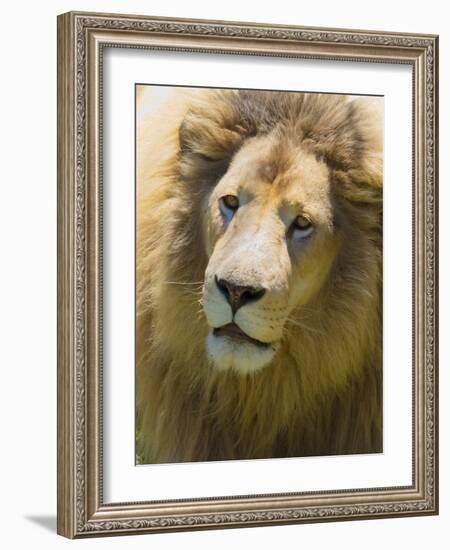 Lion. Western Cape Province, South Africa.-Keren Su-Framed Photographic Print