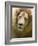 Lion. Western Cape Province, South Africa.-Keren Su-Framed Photographic Print