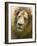 Lion. Western Cape Province, South Africa.-Keren Su-Framed Photographic Print