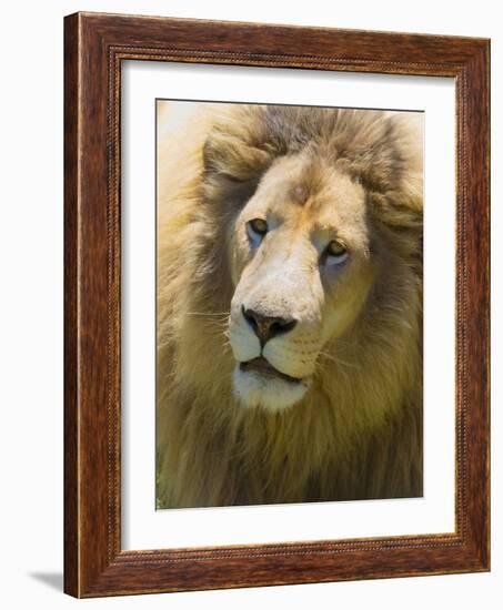 Lion. Western Cape Province, South Africa.-Keren Su-Framed Photographic Print