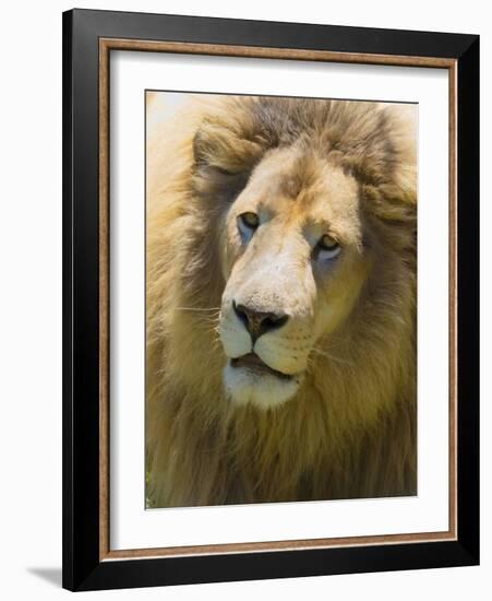 Lion. Western Cape Province, South Africa.-Keren Su-Framed Photographic Print