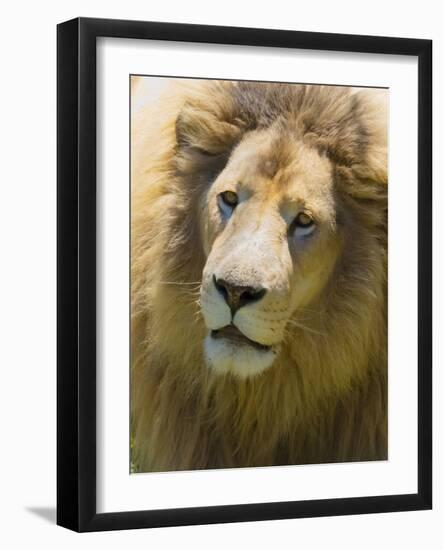 Lion. Western Cape Province, South Africa.-Keren Su-Framed Photographic Print