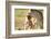 Lion with cub in mouth, Masai Mara, Kenya, East Africa, Africa-Karen Deakin-Framed Photographic Print