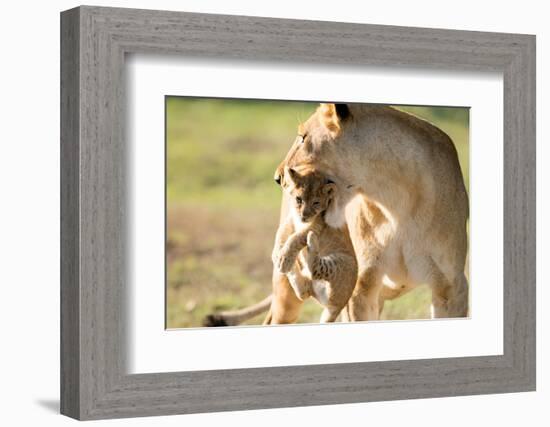 Lion with cub in mouth, Masai Mara, Kenya, East Africa, Africa-Karen Deakin-Framed Photographic Print