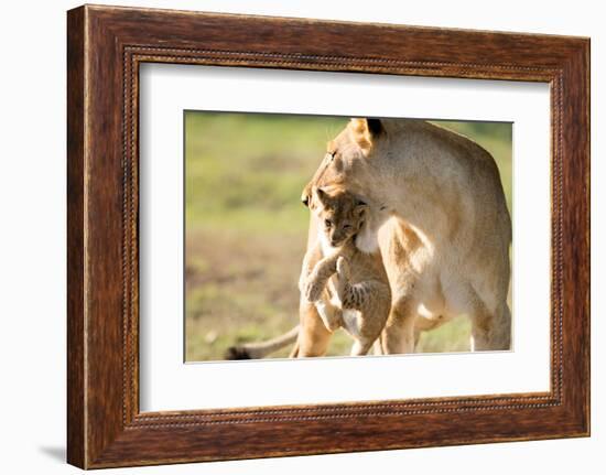 Lion with cub in mouth, Masai Mara, Kenya, East Africa, Africa-Karen Deakin-Framed Photographic Print