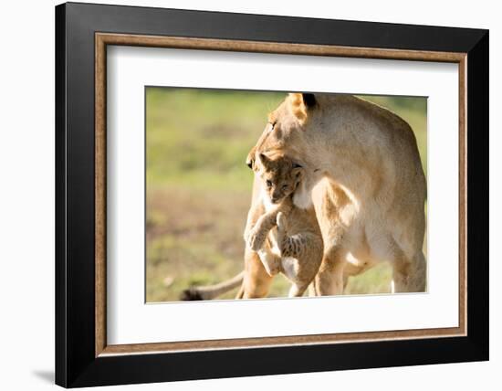 Lion with cub in mouth, Masai Mara, Kenya, East Africa, Africa-Karen Deakin-Framed Photographic Print