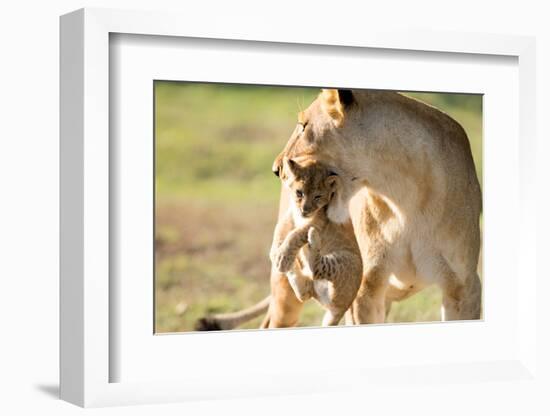 Lion with cub in mouth, Masai Mara, Kenya, East Africa, Africa-Karen Deakin-Framed Photographic Print